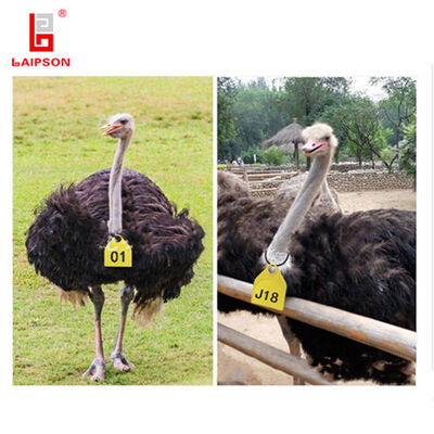 TPU Cattle Ear Tags With Lower Drop Rate And Weather Resistant Design Including Laser Number Printing For Livestock